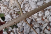 <strong>Pisonia aculeata - Ramon, Laurence - 135</strong><br />© Ramon, Laurence
